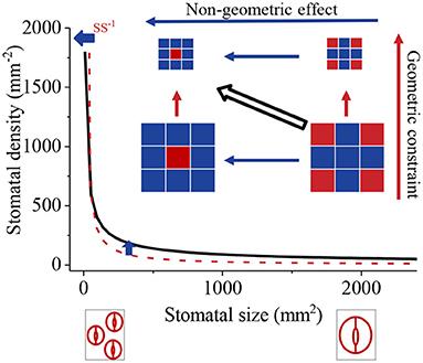 An Intrinsic Geometric Constraint on Morphological Stomatal Traits